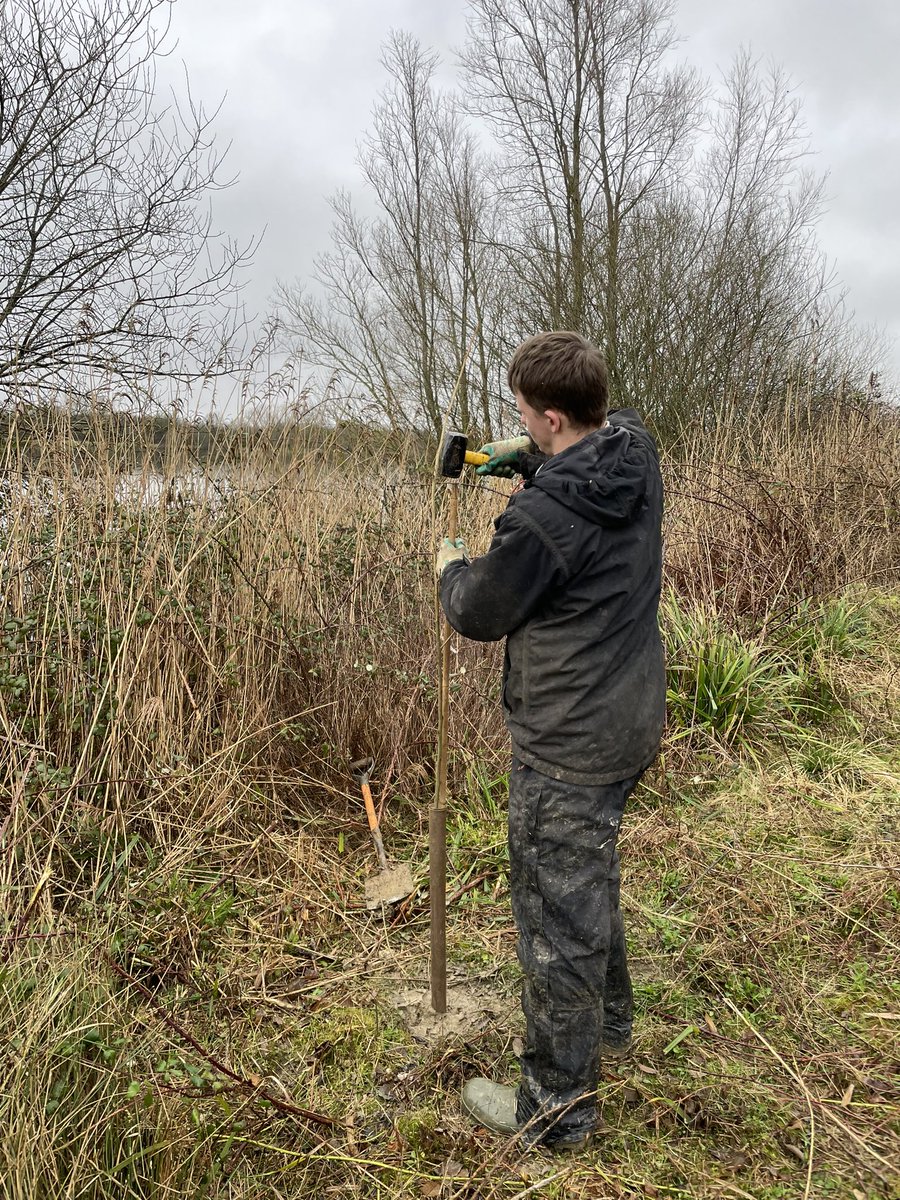 This week we’ve been planting out some Black Poplars kindly donated by local business, Cotswold Wetrooms & Bathrooms. Black Poplars are England’s rarest timber tree and the water park is home to 5% of the entire national population…