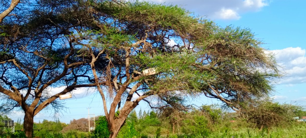 𝙰𝚏𝚛𝚒𝚌𝚊𝚗 #𝚋𝚎𝚎𝚜 𝚊𝚛𝚎 𝚏𝚎𝚛𝚘𝚌𝚒𝚘𝚞𝚜𝚕𝚢 𝚠𝚒𝚕𝚍 (𝚘𝚗𝚌𝚎 𝚖𝚊𝚍𝚎 𝚖𝚎 𝚜𝚠𝚒𝚖 𝚒𝚗 𝚊 𝚛𝚒𝚟𝚎𝚛 𝚠𝚒𝚝𝚑 𝚑𝚒𝚙𝚙𝚘𝚜 𝚏𝚘𝚛 𝚝𝚠𝚘 𝚑𝚘𝚞𝚛𝚜).

𝚈𝚘𝚞 𝚗𝚎𝚎𝚍 𝚊 𝚐𝚞𝚗 (𝚜𝚖𝚘𝚔𝚎𝚛) 𝚐𝚘𝚒𝚗𝚐 𝚏𝚘𝚛 𝚝𝚑𝚒𝚜 𝚋𝚊𝚝𝚝𝚕𝚎. 
<a href="/apimondia/">Apimondia</a> <a href="/Beelove_apiary/">Beelove apiaries</a>