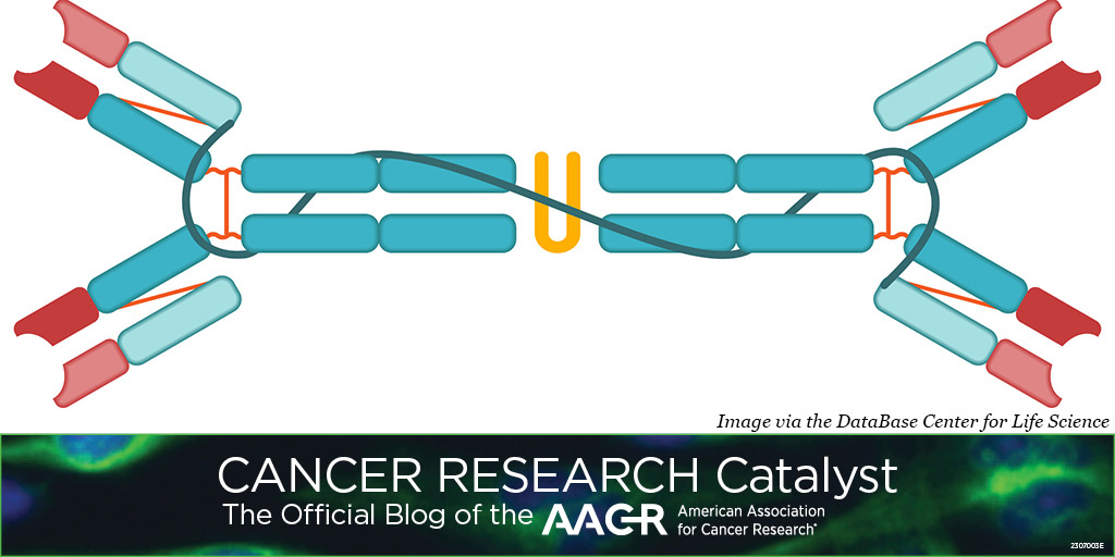 Can a new type of engineered antibody go into cancer cells and drag cancer-causing proteins out? Learn more on the #AACRBlog: bit.ly/49KBha7 @Saturnino_Arrua @DukeCancer