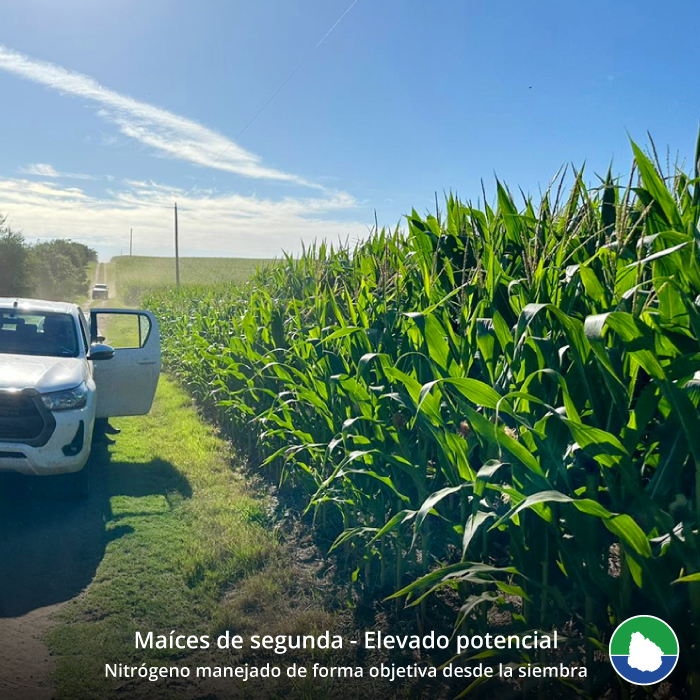 Hilo 🧵
21/02/24: recorrida de chacras de Villa Trigo junto a técnicos de <a href="/BarracaErro/">Barraca Erro</a>. Zona de influencia: Dolores/Mercedes.