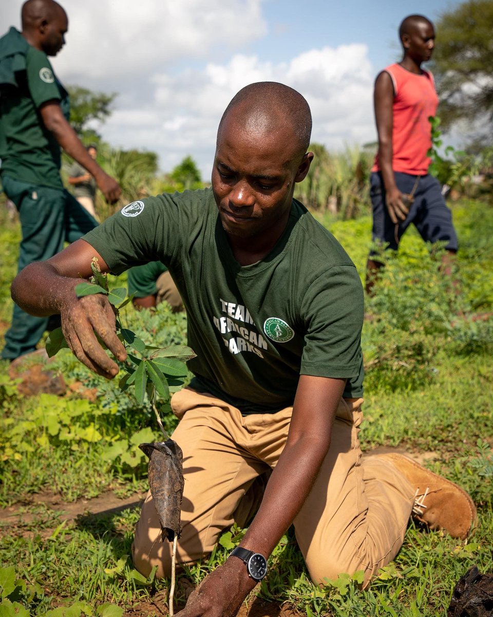 AfricanParks's tweet image. Majete Wildlife Reserve, Malawi has partnered with the local community to propagate indigenous trees, which are then planted around the reserve. These trees have grown over the years to contribute to the ecosystem. More here: bit.ly/3wpkawq