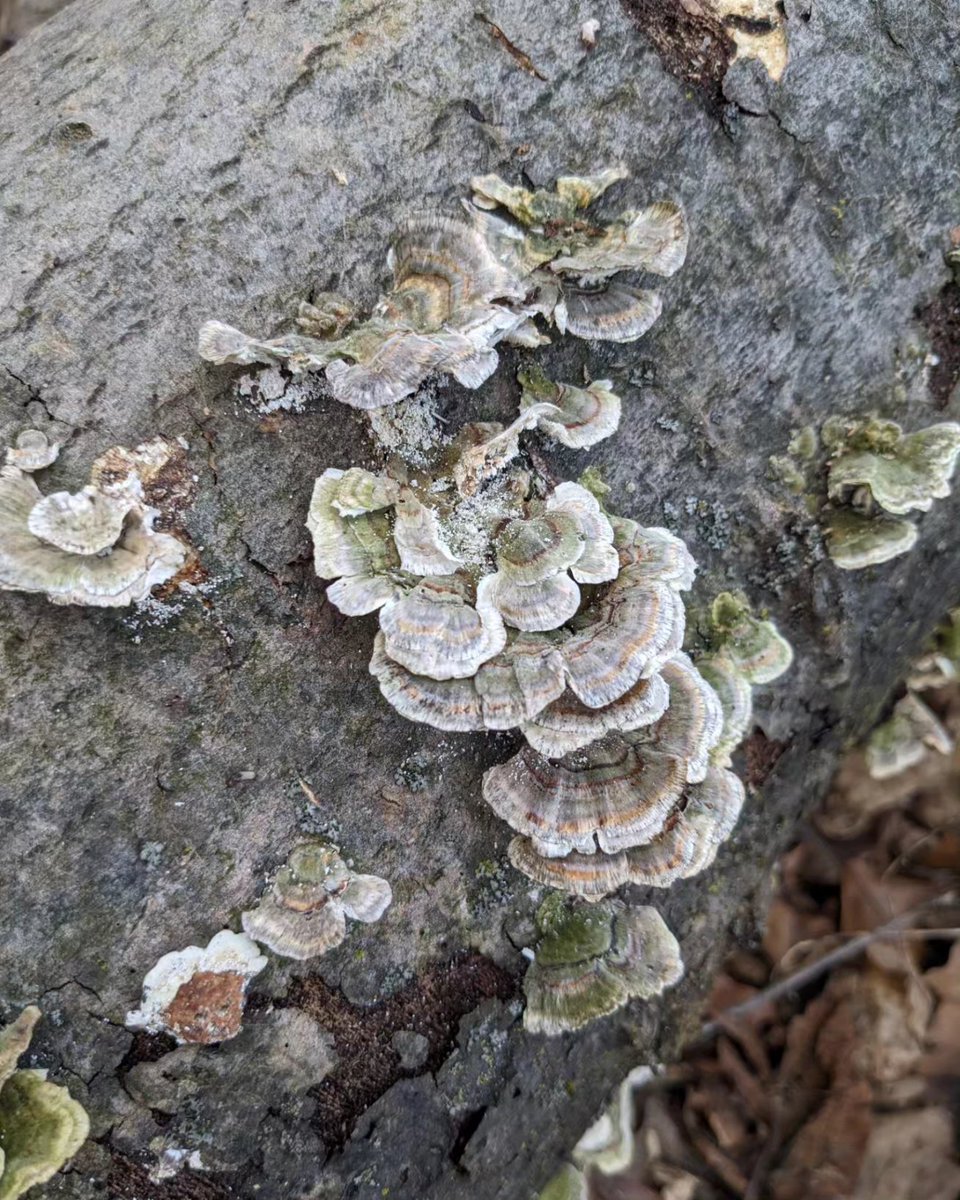 Funky fungi Friday. I believe these are called turkey tails.
#fungi