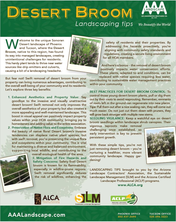 AAALandscape's tweet image. As part of our ongoing commitment to fostering vibrant and healthy outdoor environments, we&apos;re thrilled to share valuable insights on Desert Broom removal. Discover effective tips and techniques, to ensure your outdoor space thrives.   #desertbroomremoval #landscapetips