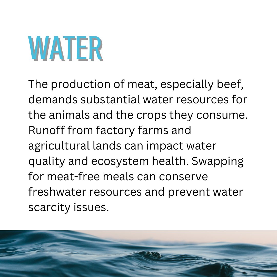 Our choices are powerful! 🌟 Every time we opt for vegetarian meals, we're making a positive impact on the planet.🥑

What are some of your favourite vegetarian and vegan meals? 🥑

Sources:
cases.open.ubc.ca/environmental-…

uwaterloo.ca/food-services/…!

colorado.edu/ecenter/2021/0….