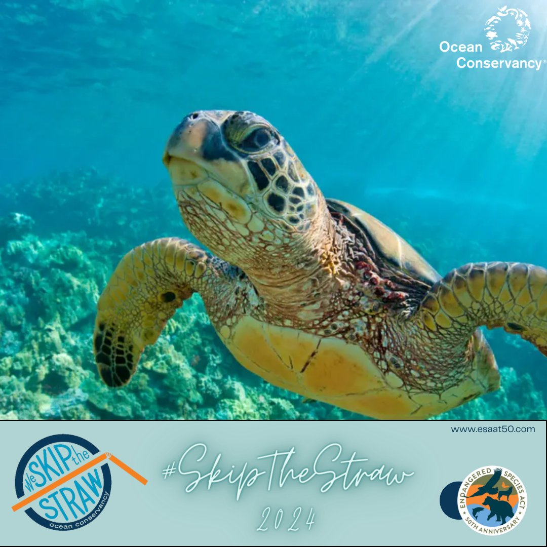 #FeelGoodFriday: Today is National #SkipTheStrawDay! @oceanconservancy reports volunteers collected nearly 14 million straws and stirrers from beaches and waterways worldwide over 35 years. 

You can help. Read more here at their website: ow.ly/rt5H50QCHyQ
#trashfreeseas