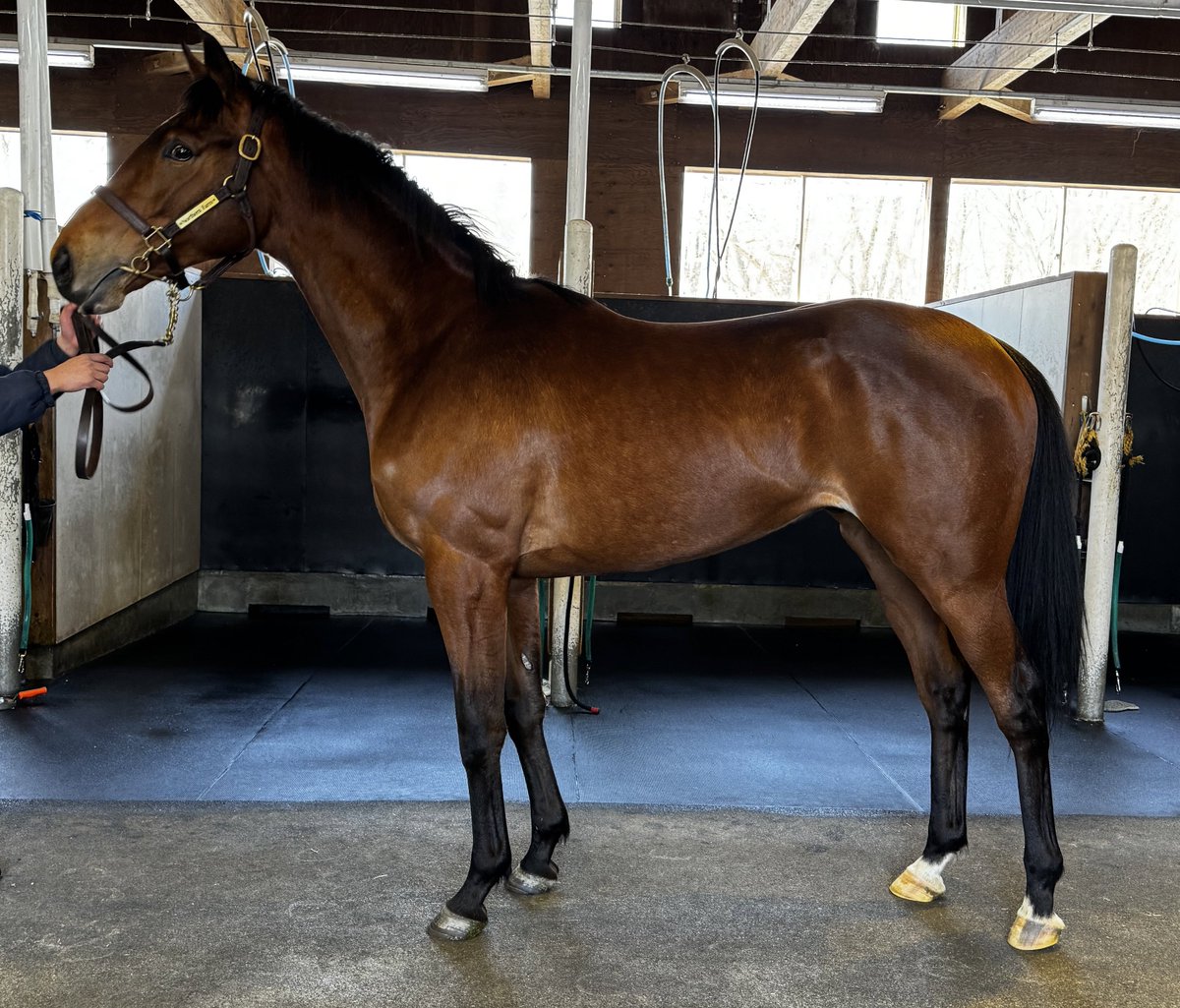 アロンズロッド - Aron's Rod アーモンドアイ22 牡2歳 父