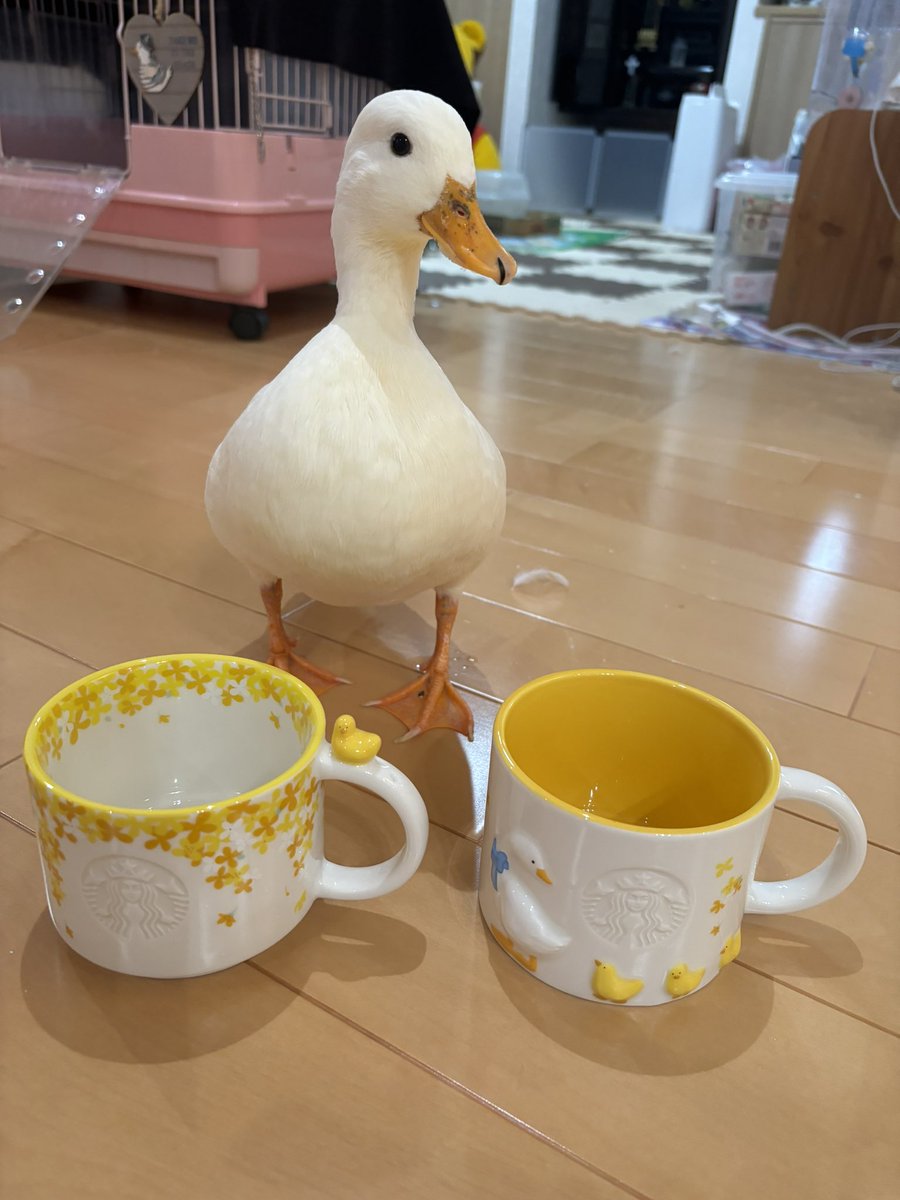 poma🪿ピヨコ tweet media