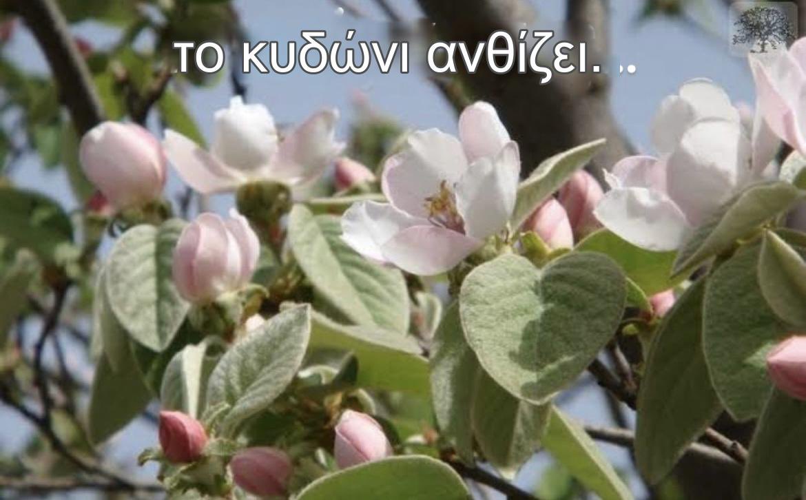 ilMagnifiko's tweet photo. Το κυδώνι ανθίζει, θα έρθει το καλοκαίρι;
Πώς θα έρθει ο Άρης στο ΟΑΚΑ; #paofc https://t.co/1OqgpgmdNo