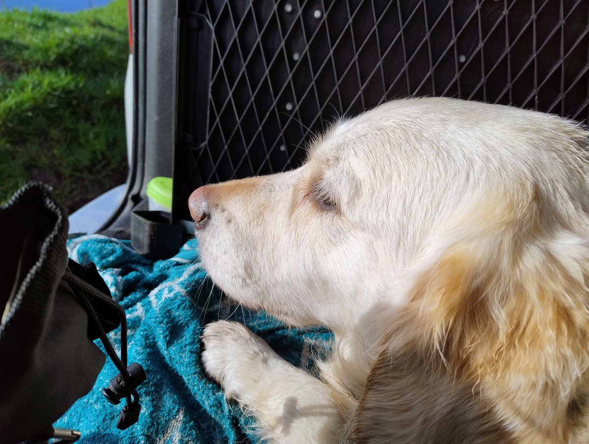 kitteridge_lisa's tweet photo. A strange yellow thing appeared in the sky! Plus frozen puddles everywhere. Crazy weather!
Fab quiet walk & apart from a labrador rushing towards us, Luca did well today with dogs we saw.๐๐ผ
Spot of dog watching in the โ๏ธ afterwards.
#finallystoppedraining
#gooddogwatching https://t.co/OdUpxHK3Xv