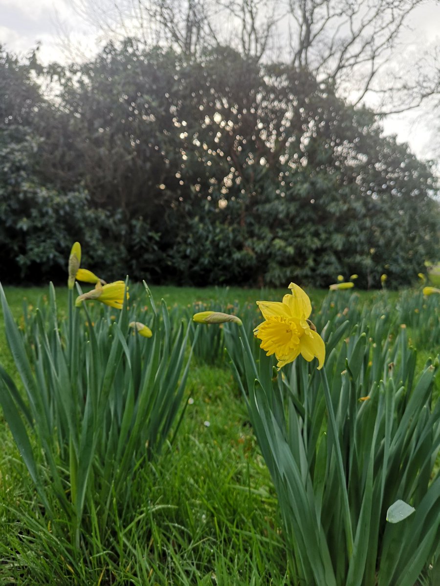 Larchfield's tweet image. Our first daffodils are appearing along the drive this morning! #springisonitsway