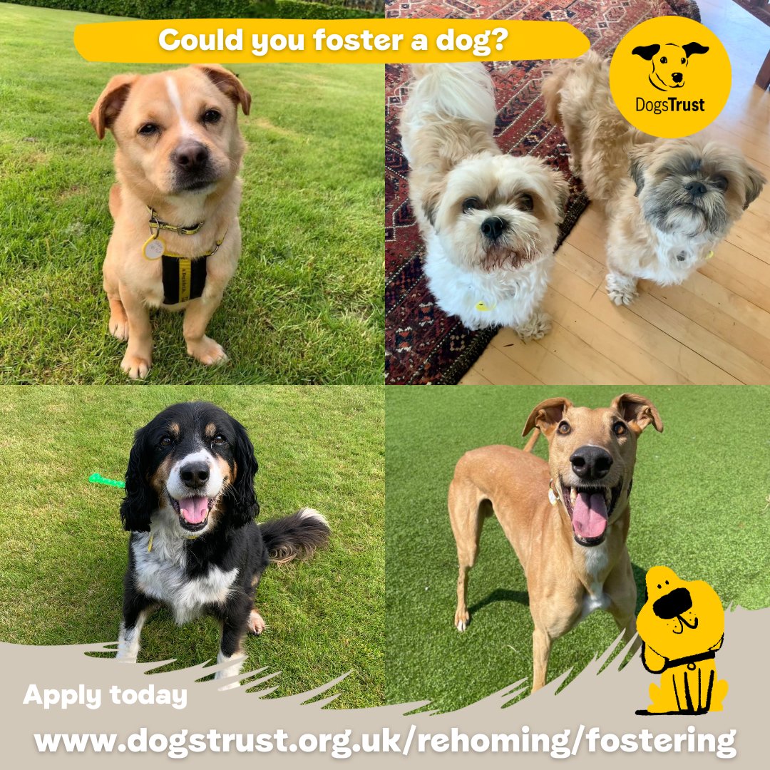 We are on the lookout 👀 for dog lovers who can open up their homes & hearts to our dogs while they're looking for their furever families💛 Dogs of all shapes and sizes are able to go into foster🏡 ⁣ Apply now 👉 bit.ly/3oMwLWu ⁣⁣⁣⁣ @dogstrust