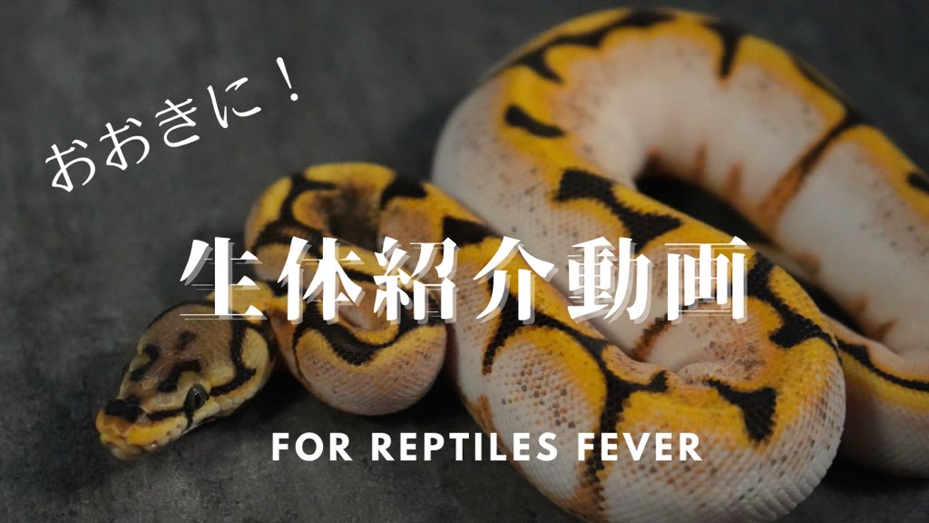 【動画更新】
レプタイルズフィーパーに
連れて行く個体を紹介しました。
イベント前夜これ見て寝て下さい☁️
⇩動画⇩
youtu.be/XPLZlyan0ms

#レプフィー