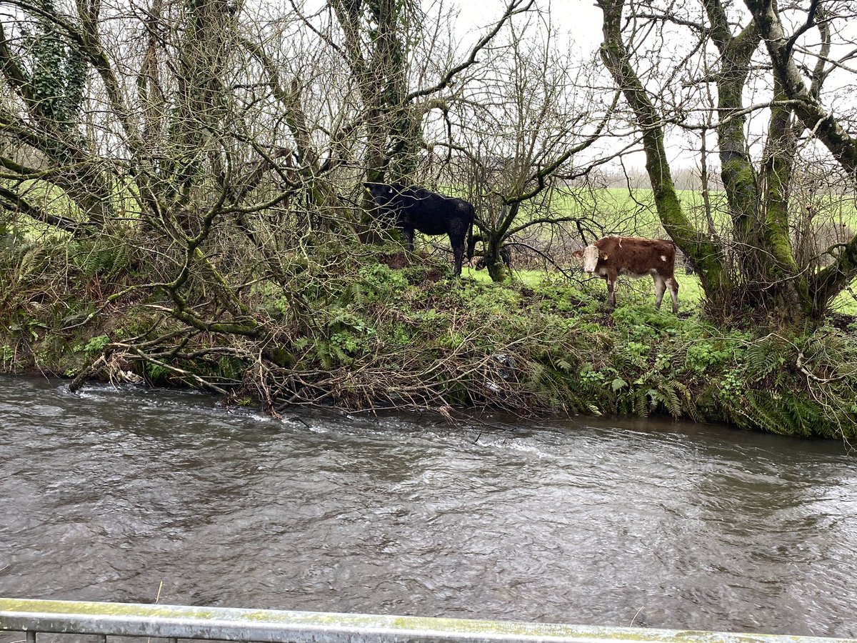 DanJCB001's tweet photo. Day 54 of our #100daysofwalking . Brisk morning walk on another cold with light snow showers today. Saw  snow on the Mountains near #Kilmichael (-2 Degrees) earlier this morning 🏃‍♂️❄️🥶☔️🍀 #MurphysFarm #Bishopstown #Cork @NTBreakfast  #NewstalkFM @NewstalkFM #Spring #JCB #CCFC84 https://t.co/ddDiz4wCQL