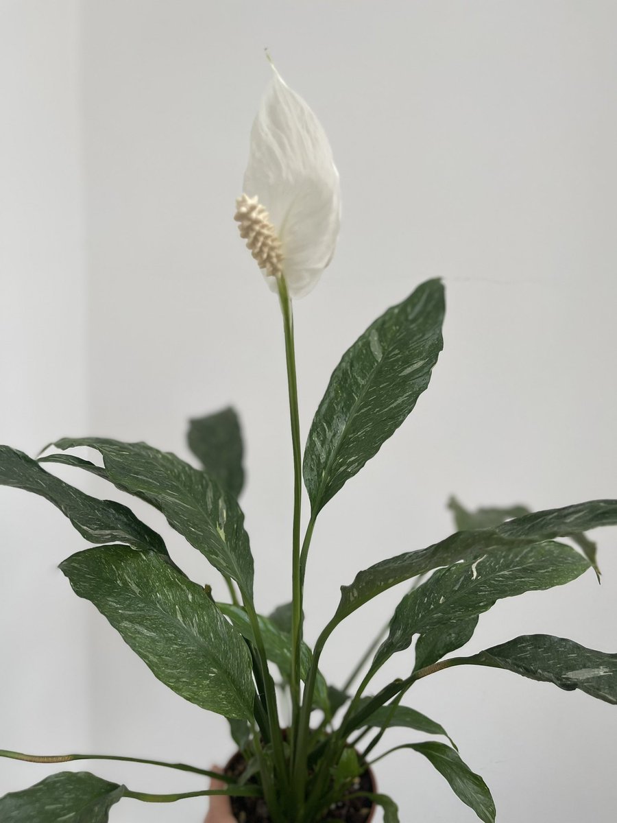 Лентага гўзаллик 😍
Лентага яшиллик 🪴
Spathiphyllum Domino