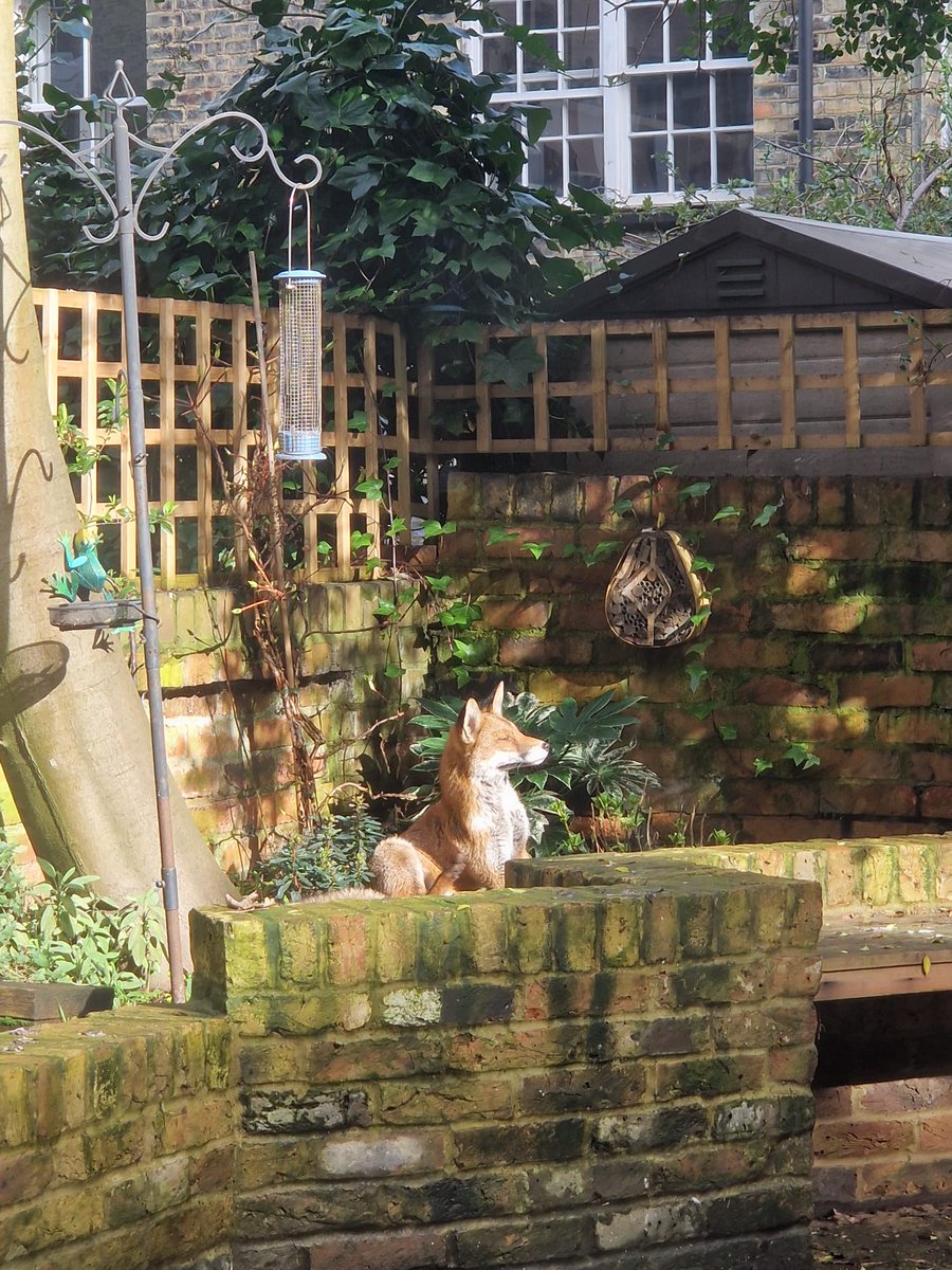 #TufnellPark #N7
Glorious fox in the back garden.