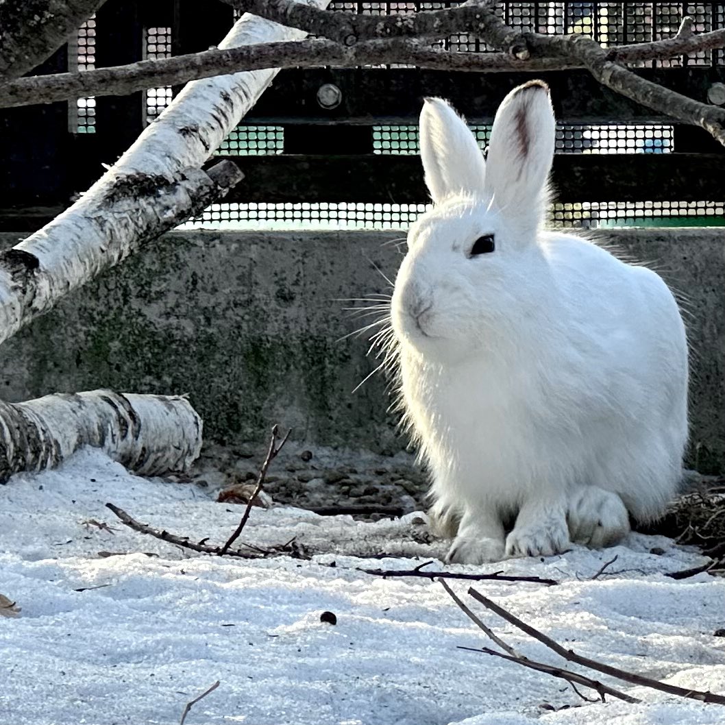 雪と白樺とエゾユキウサギ
#エゾユキウサギ　　　#mountainhare
#おびひろ動物園　　　#obihirozoo
