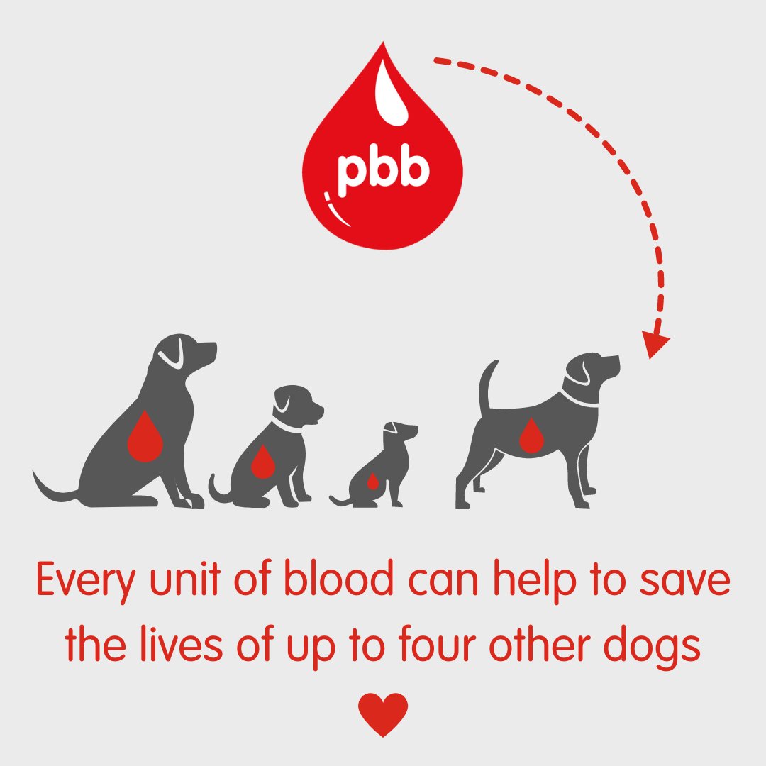 Every unit of blood can help to save the lives of up to 4 other dogs! 🩸👉🐕🐕🐕🐕

Thousands of dogs need transfusions every year, your dog could help to ensure they get the blood they need ❤

Register your dog to become a lifesaving donor today 🥰 petbloodbankuk.org/welcome