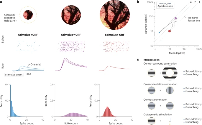 Nature Rev Neurosci (@natrevneurosci) on Twitter photo Response sub-additivity and variability quenching in visual cortex — a Perspective by Robbe L. T. Goris, Ruben Coen-Cagli, Kenneth D. Miller, Nicholas J. Priebe & Máté Lengyel
go.nature.com/49qufI3
<a href="/GorisLab/">Goris Lab</a> <a href="/CoenCagli_Lab/">CoenCagli_Lab</a> <a href="/kendmil/">Ken Miller</a> <a href="/lengyel_m/">Máté Lengyel</a> Response sub-additivity and variability quenching in visual cortex — a Perspective by Robbe L. T. Goris, Ruben Coen-Cagli, Kenneth D. Miller, Nicholas J. Priebe & Máté Lengyel
go.nature.com/49qufI3
<a href="/GorisLab/">Goris Lab</a> <a href="/CoenCagli_Lab/">CoenCagli_Lab</a> <a href="/kendmil/">Ken Miller</a> <a href="/lengyel_m/">Máté Lengyel</a>