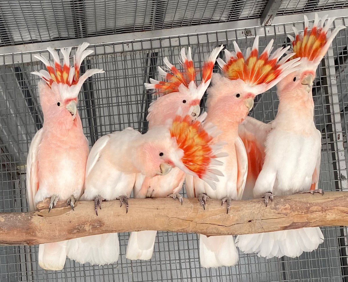 PetsLoverGuide's tweet image. Let&apos;s talk about some cool facts that will help you like these amazing birds even more.🦜
Parrot Lifespan:
• African grey parrots usually live for 40 to 60 years.
• Amazon parrots can live between 25 to 75 years.
• The oldest parrot, Major Mitchell&apos;s cockatoo, is 82 years old.