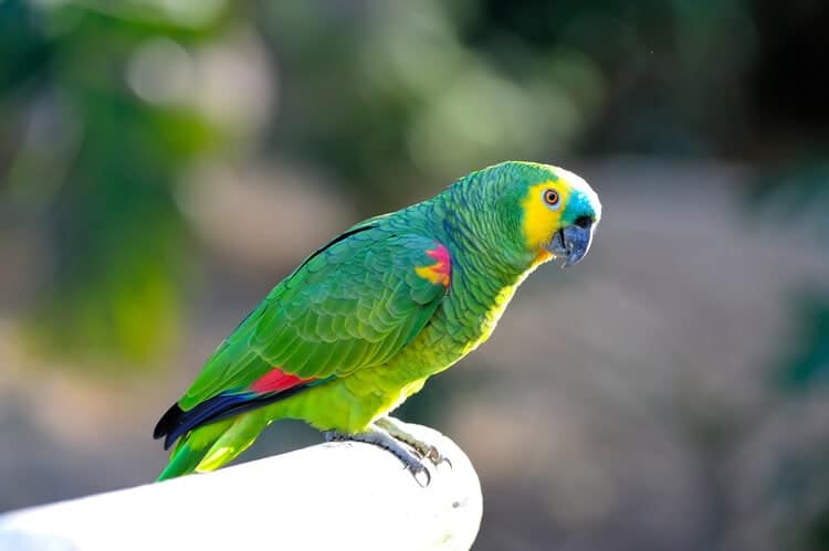 PetsLoverGuide's tweet image. Let&apos;s talk about some cool facts that will help you like these amazing birds even more.🦜
Parrot Lifespan:
• African grey parrots usually live for 40 to 60 years.
• Amazon parrots can live between 25 to 75 years.
• The oldest parrot, Major Mitchell&apos;s cockatoo, is 82 years old.