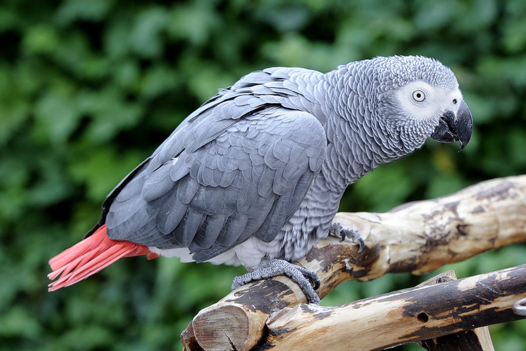 PetsLoverGuide's tweet image. Let&apos;s talk about some cool facts that will help you like these amazing birds even more.🦜
Parrot Lifespan:
• African grey parrots usually live for 40 to 60 years.
• Amazon parrots can live between 25 to 75 years.
• The oldest parrot, Major Mitchell&apos;s cockatoo, is 82 years old.