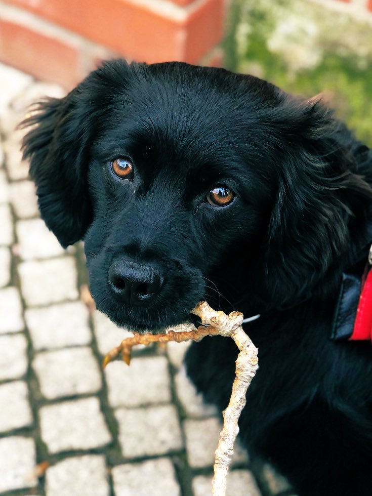 LissyLabrakel's tweet image. Geb.: 10.07.2021 
Name Bedeutung: Kurzform Elisabeth, Gott ist  Vollkommenheit
Lieblingsessen: Pansen, Leckerlis
Hat Angst vor: Wasser
Lieblingsspielzeug: Bärchen
Lieblingsmensch: MaPa
Charakter: geduldig, lieb, ruhig
Lieblingsbeschäftigung: schlafen, Stöckchen zerbeißen

Und Du?