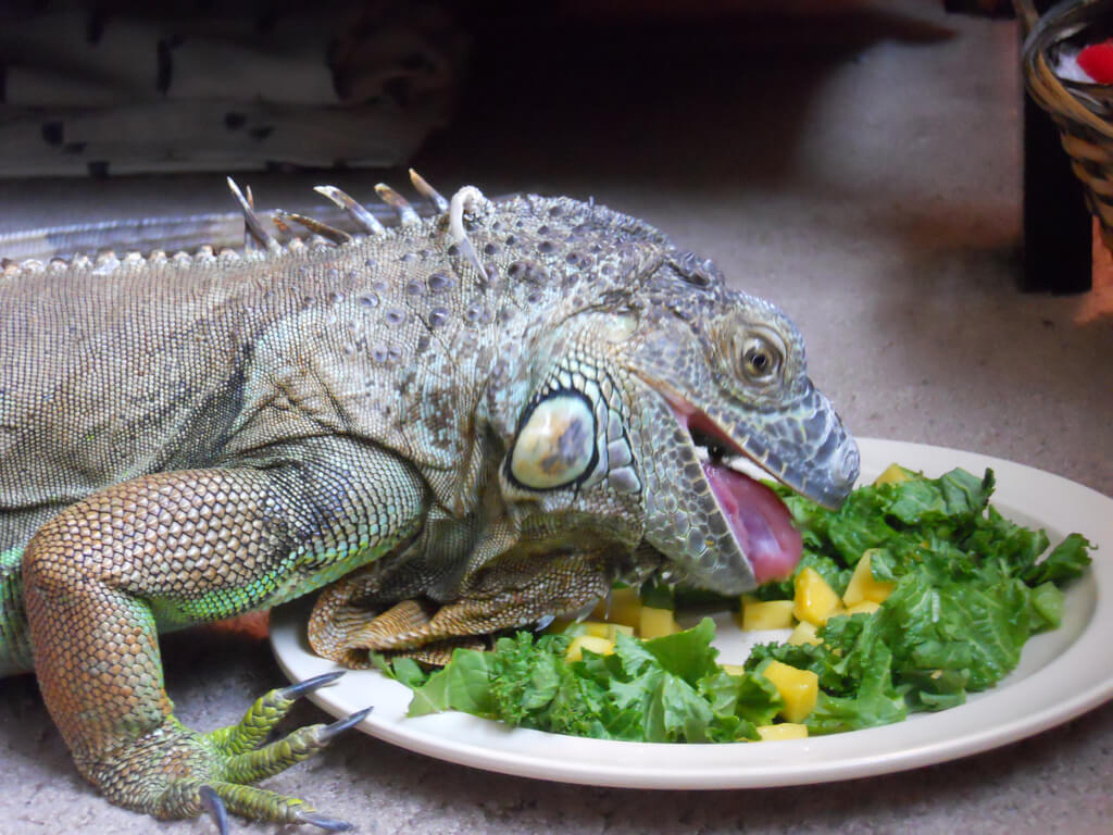 PetsLoverGuide's tweet image. 🦎Learn simple tips to keep your #iguana smiling and healthy. It&apos;s easy and fun!🌈
Taking care of your iguana is important!
🌿Provide fresh veggies and fruits.
💡Keep a warm and cozy habitat.
🚿Give them a gentle bath to stay clean.
🌞Ensure they get enough sunlight.