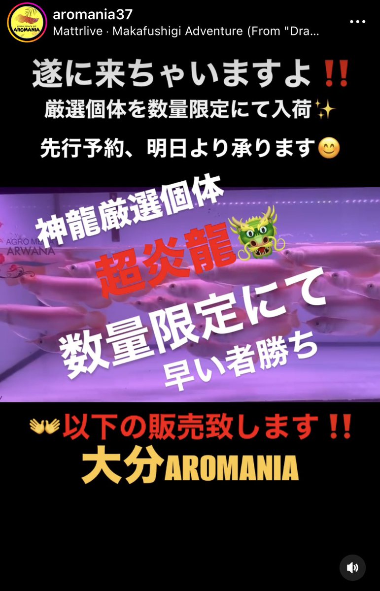 遂に来ちゃいます✨ 数量限定にて税込¥98000 神龍厳選の超炎龍が10万 