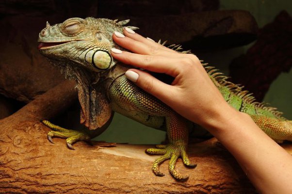 PetsLoverGuide's tweet image. Safety First for Your #Iguana. 🦎Learn how to make their world safe and sound. Let&apos;s keep the adventure worry-free!🌏
Keeping your iguana safe is a must:
🛡️Make sure your iguana&apos;s home is safe.
🏡Make a comfy and safe spot for them.
🚫Be careful if you have other pets around.