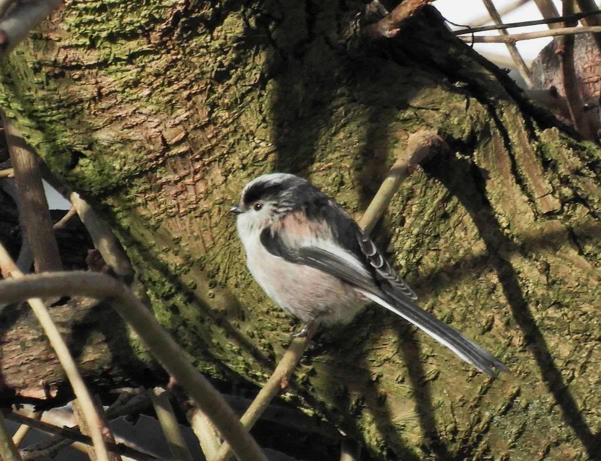 Phil Bull tweet media