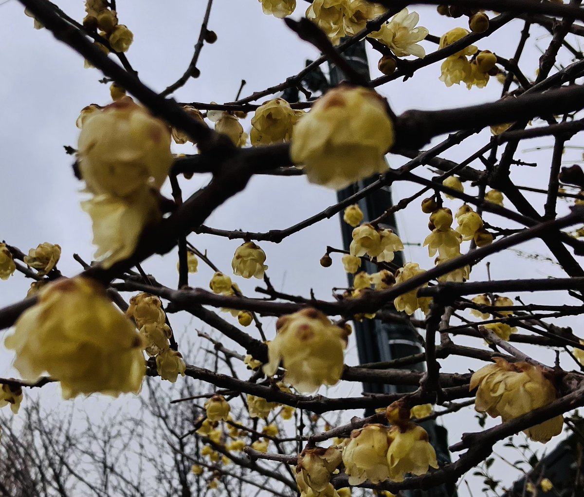 kaopunx's tweet image. 🐈‍⬛ #ながぐつをはいたねこ 👢👢
劇団
#柿喰う客 
ちちぶ
楽しかったぁ🥰