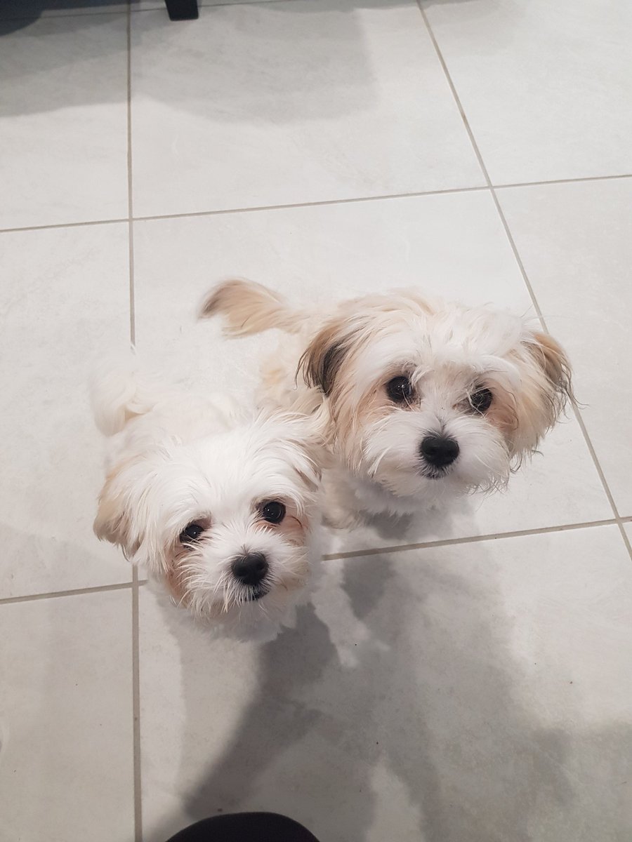 Luke and Leia ❤ in-home puppy program complete ✅
   
These two covered all the things in puppy school, plus tailored in-home stuff, plus extra advice around littermates... may the force be with them 💪
   
___
#theforceisstrong #actualewoks #ewoks