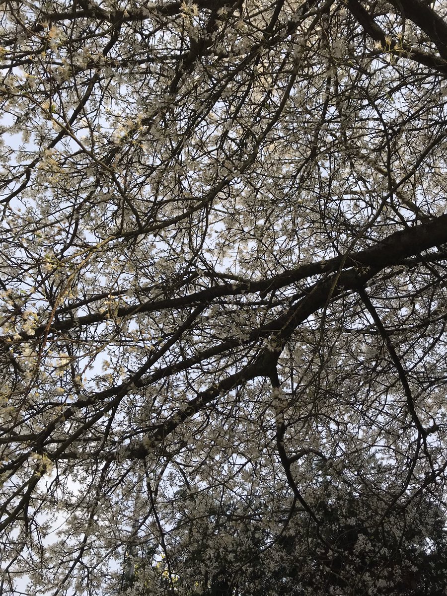 LindaLinda576's tweet photo. @THCAT1  invites you to share photos of beautiful blossom in our area using #Blossomwatch ( as initiated by @nationaltrust ). This lovely tree is at the junction of Grange Rd and  Wharncliffe Rd, Thornton Heath. https://t.co/vH8iJTAtyN