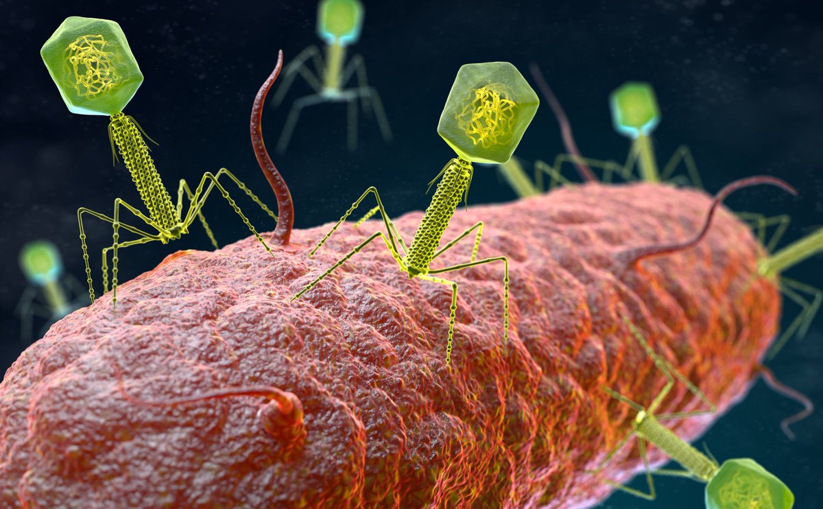 unisouthampton's tweet photo. Our scientists @sotonbiosci have made a discovery about how bacteria fight off viruses which may help with the major public health issue of people's resistance to antibiotics. 

Find out more 👉 https://t.co/oLrn0Hc9Jn https://t.co/oLyeQuNjAC