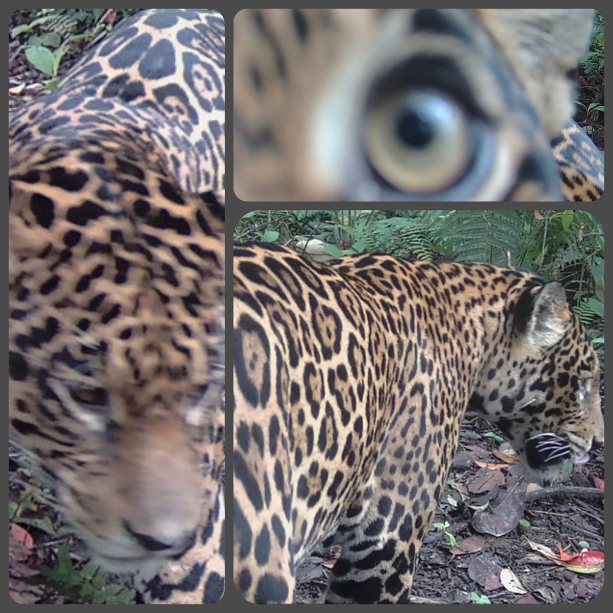 #GoodByeCODELCO
Las cosas se le dificultan a Codelco en LLurimagua El Jaguar recientemente registrado en el área minera es la esp. 82 amenazada de extinción
<a href="/Camara_cl/">Diputadas y Diputados de Chile</a> <a href="/Senado_Chile/">Senado Chile</a> <a href="/ChilePeriodista/">Colegio Periodistas de Chile</a> <a href="/El_Ciudadano/">El Ciudadano</a> <a href="/latercera/">La Tercera</a> <a href="/eldesconcierto/">El Desconcierto</a>
<a href="/CorteConstEcu/">Corte Constitucional</a> <a href="/olca_chile/">Obs. Latinoamericano de Conflictos Ambientales</a> <a href="/INABIO_EC/">INABIO.EC</a>