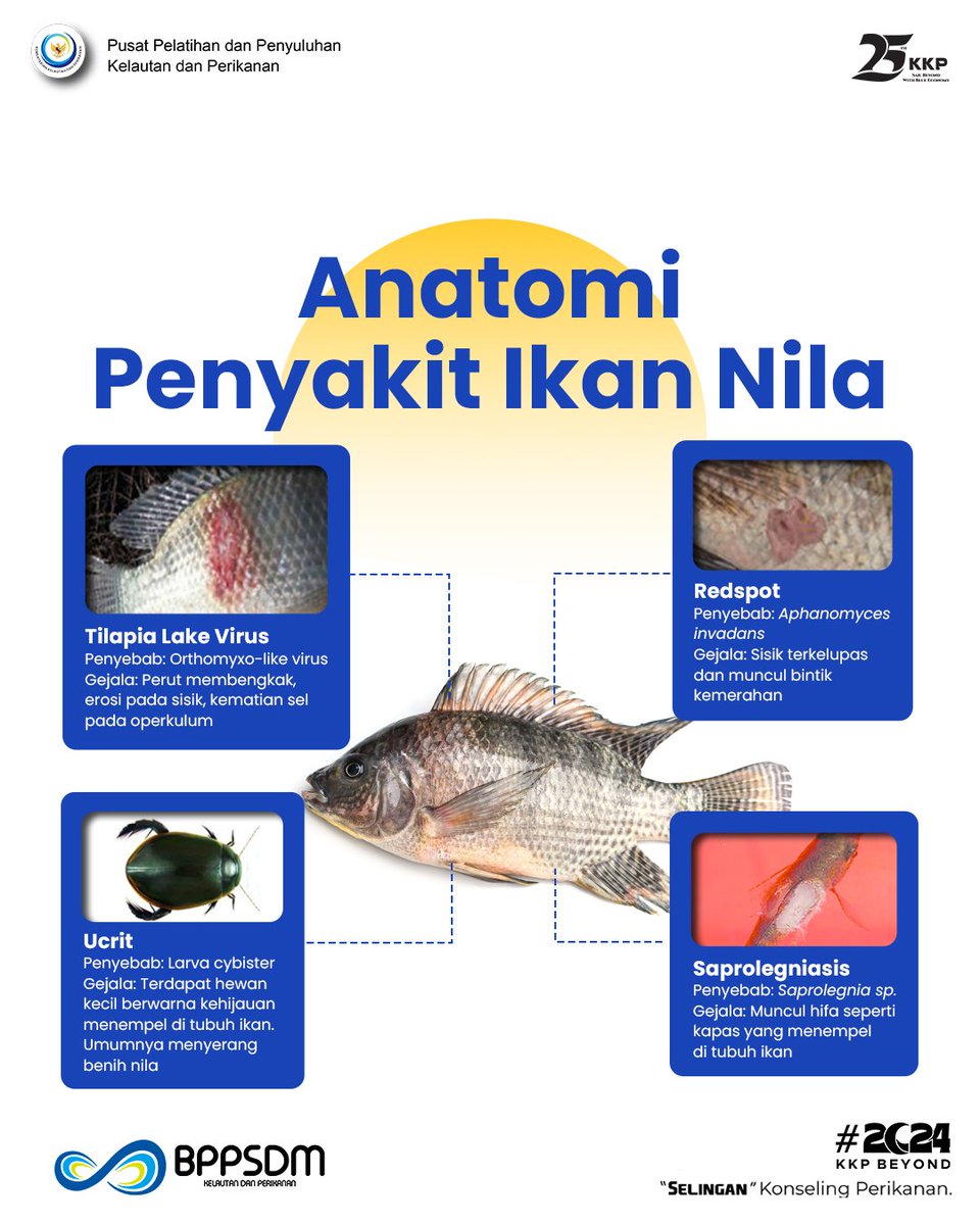 Ikan nila kalian suka kena yang mana nih? 🤔