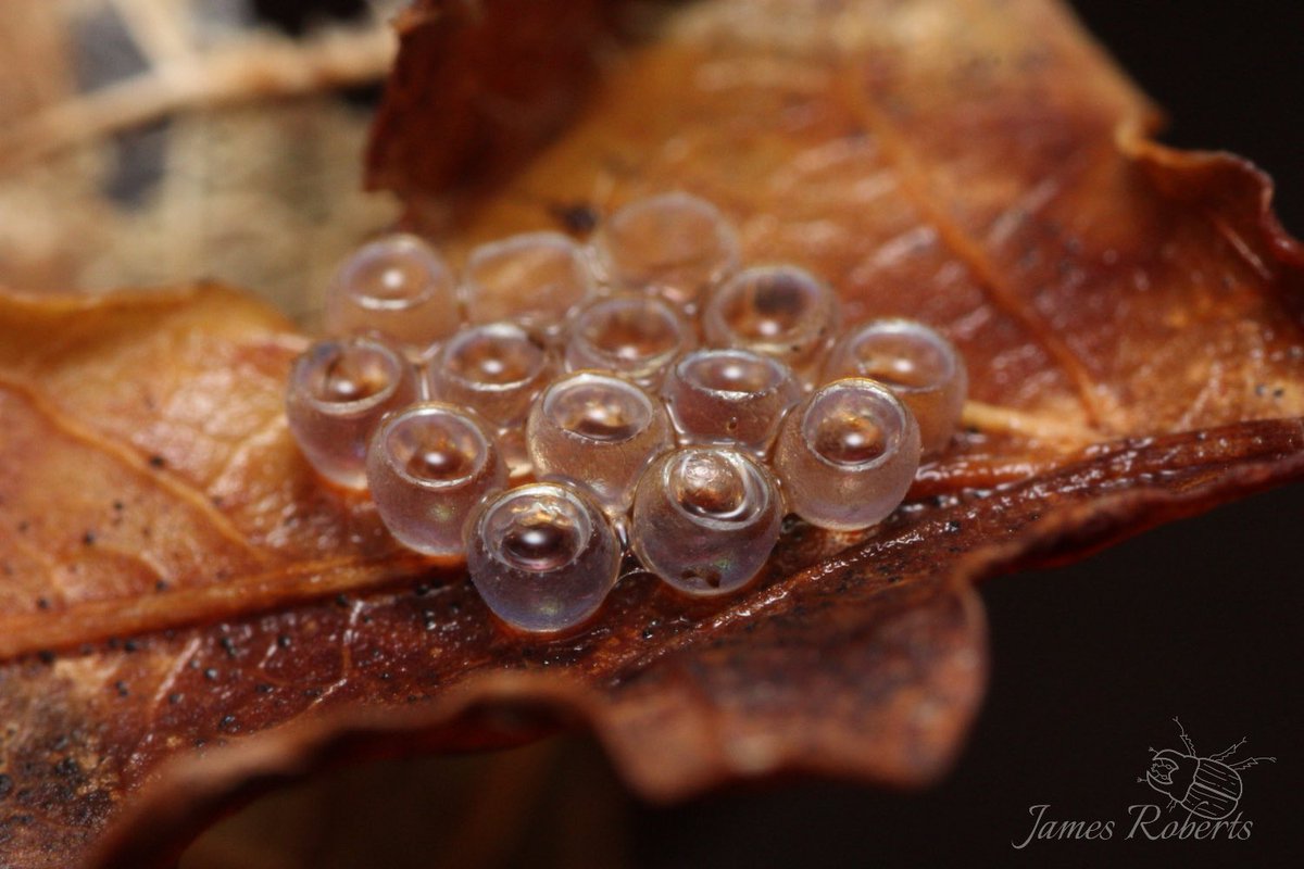 Found these on an oak leaf last week. They look to be eggs but does anyone know what from? #nature #Unknown #photograghy