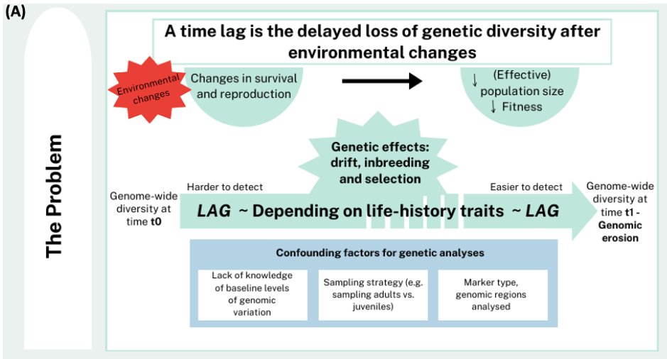 Mind the lag: understanding delayed genetic erosion doi.org/10.32942/X26S4X