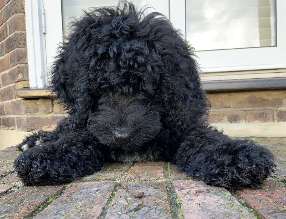 OBernedoodle's tweet photo. Pictures 3 years apart. #dogsofX https://t.co/lsEYnhYm9a