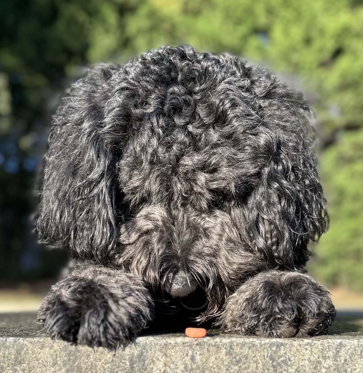 OBernedoodle's tweet photo. Pictures 3 years apart. #dogsofX https://t.co/lsEYnhYm9a