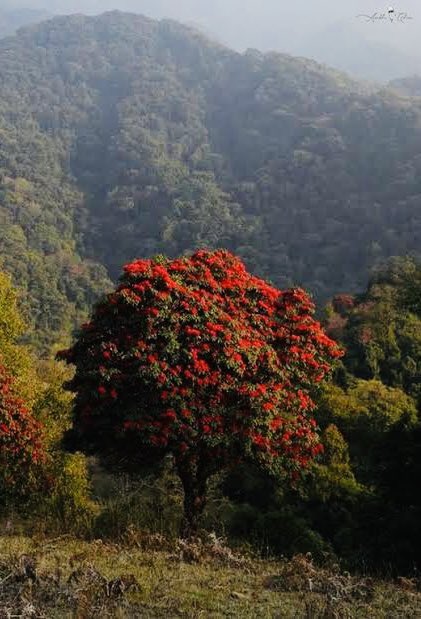 From the Hills of Nagaland. tweet media