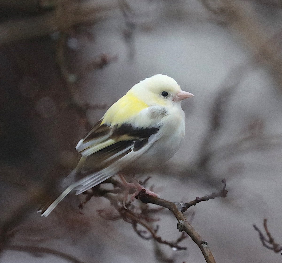 Have glimpsed this Leucistic Chaffinch around the village over the past month- it came into my window feeders today. #Leucism #Ullapool #Highlandbirds