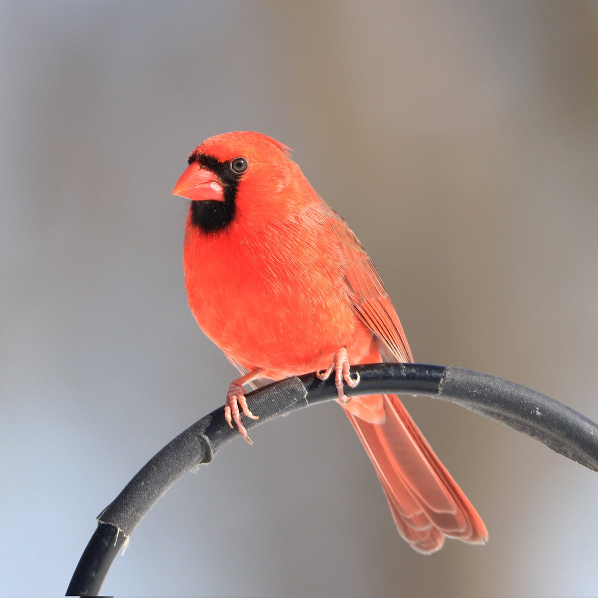 Cardinals always seem to look a bit... intense...
#cardinals #cardinal #intense #malecardinals #malecardinal #ohiobirdworld #ohiobirdlovers #ohiobirding #ohiobirdlife #beavercreekohio #beavercreek #beavercreekbirding #birding #ohiobirdworld #birdwatchers