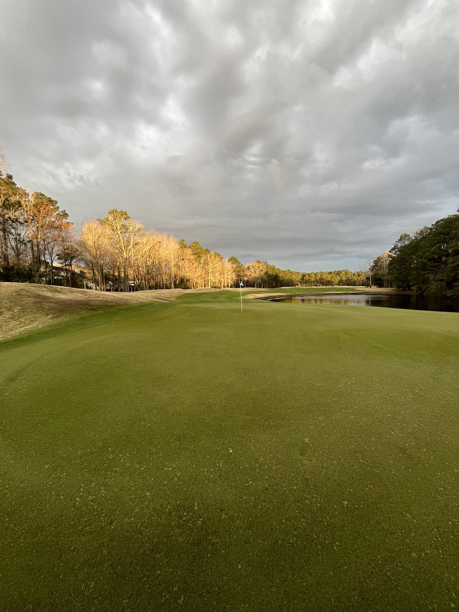 reeebert's tweet image. Uniformity is really improving by cutting back on mowing and rolling only instead 3 days per week, which will equal 144 days this year!   @turfmonkeyboy