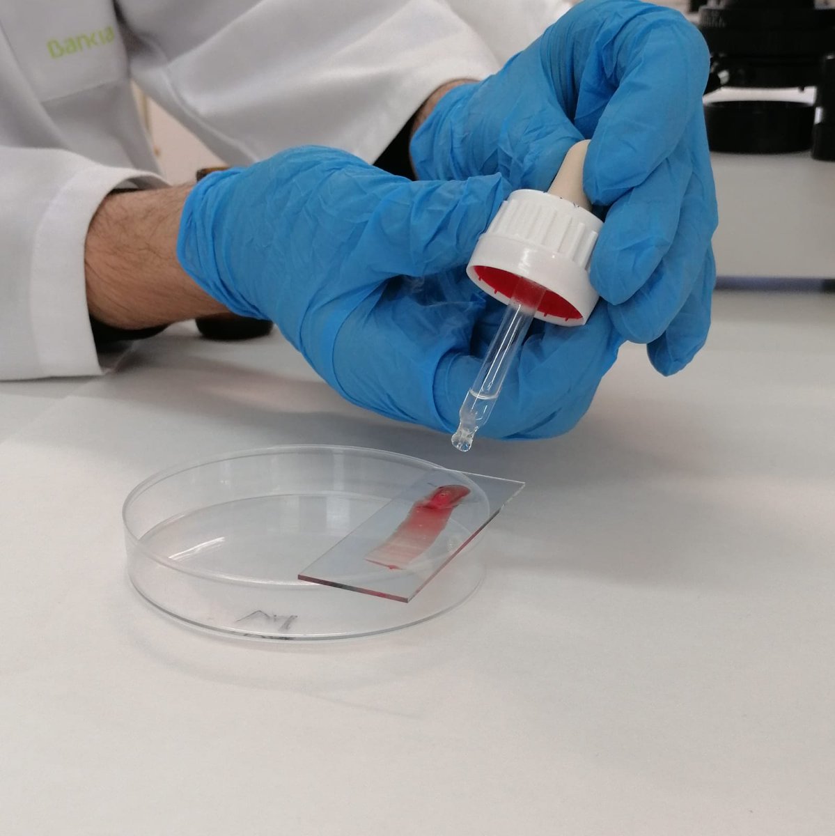 PortUIB's tweet photo. 🩸💉🔬"Què és la sang?" Aquesta setmana al #DemoLabUIB l'alumnat del Col·legi la Consolació es Viver i @virgencarmenpm han pogut observar les cèl·lules de la sang al microscopi i també determinar el seu propi grup sanguini.
📌https://t.co/p2OzJrc2cp
#SeràsUIB https://t.co/KTlEFquMzY