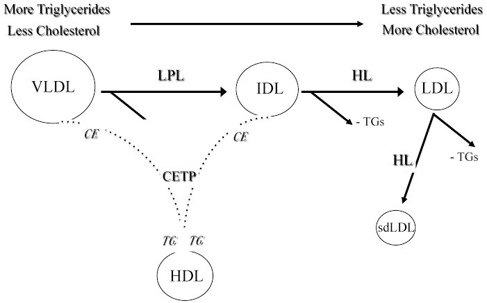 Mas por que tanta polêmica? Porque a HiperTG endógena (por VDLD) está intimamente associada a produção de LDL pequeno e denso:

1. A LPL (enzima que catalisa a quebra de VDLD) depende da insulina. Na síndrome metabólica a resistência a insulina aumenta a produção de TG por