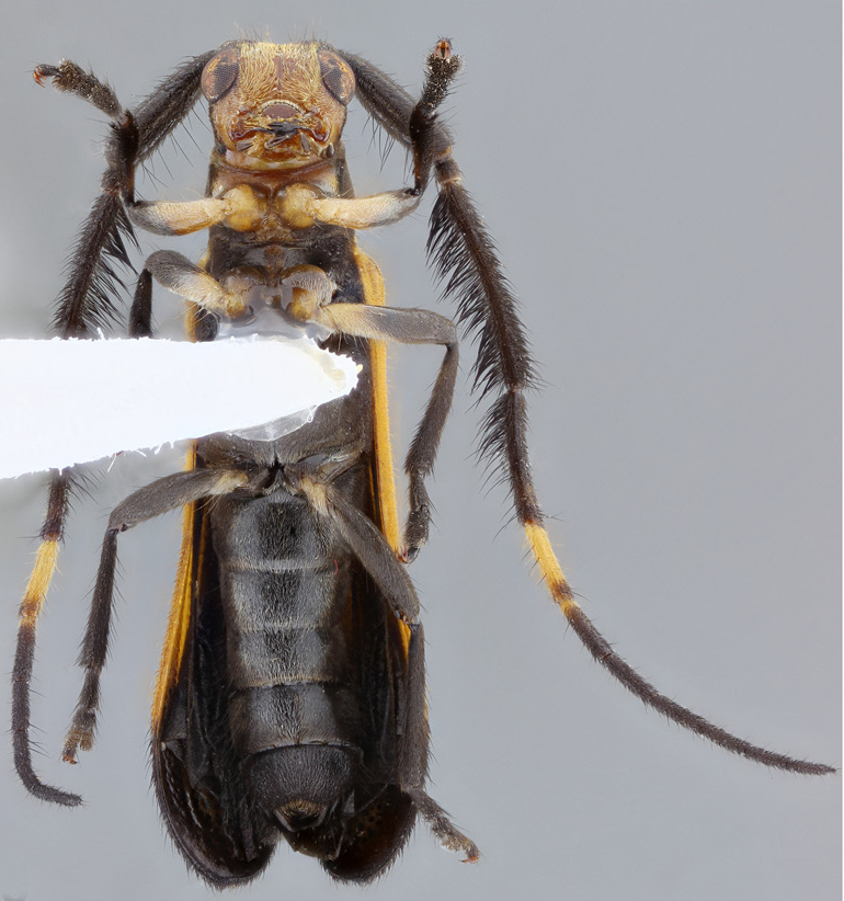 jp_botero's tweet photo. Todo por que hoy es #viernes!
Tyrinthia xanthe Bates, 1881, macho. (#Lamiinae, #Hemilophini). 
Especie distribuida en #Nicaragua, #Honduras, #CostaRica y #Panamá.   🤩📷 
#Biodiversidad #Coleoptera #Cerambycoidea #Cucarrón #Beetle #Insects #LonghornFriday https://t.co/9yS8jJgocW