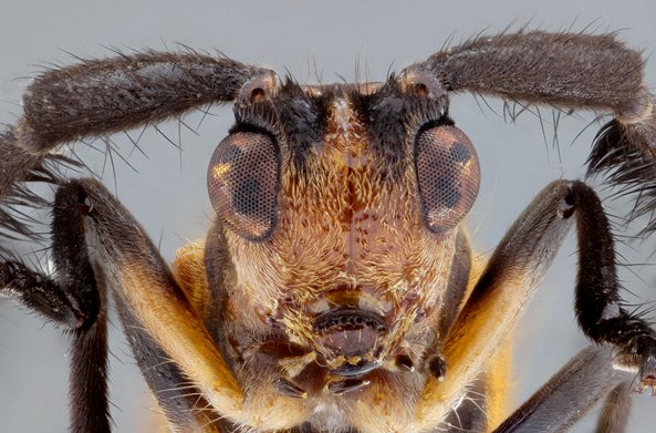 jp_botero's tweet photo. Todo por que hoy es #viernes!
Tyrinthia xanthe Bates, 1881, macho. (#Lamiinae, #Hemilophini). 
Especie distribuida en #Nicaragua, #Honduras, #CostaRica y #Panamá.   🤩📷 
#Biodiversidad #Coleoptera #Cerambycoidea #Cucarrón #Beetle #Insects #LonghornFriday https://t.co/9yS8jJgocW