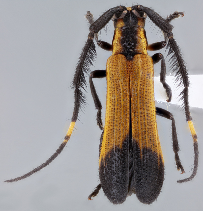 jp_botero's tweet photo. Todo por que hoy es #viernes!
Tyrinthia xanthe Bates, 1881, macho. (#Lamiinae, #Hemilophini). 
Especie distribuida en #Nicaragua, #Honduras, #CostaRica y #Panamá.   🤩📷 
#Biodiversidad #Coleoptera #Cerambycoidea #Cucarrón #Beetle #Insects #LonghornFriday https://t.co/9yS8jJgocW