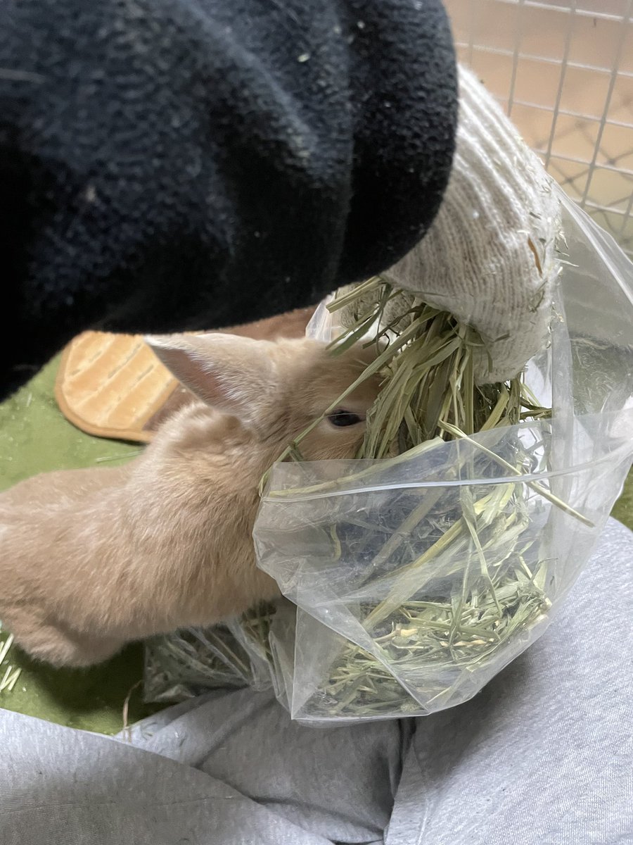 ak25211509's tweet photo. つまみ食い🍽️
#ネザーランドドワーフ
#うさぎのいる暮らし
#うさぎ好きさんと繋がりたい https://t.co/tuUGDj93TW